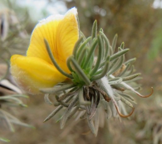 Aspalathus setacea flower, fruits and leaves